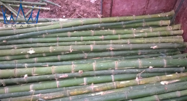 mua tre cây tại quảng nam